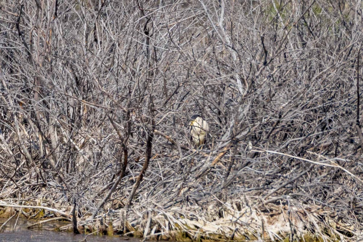 Black-crowned Night Heron - ML622523905