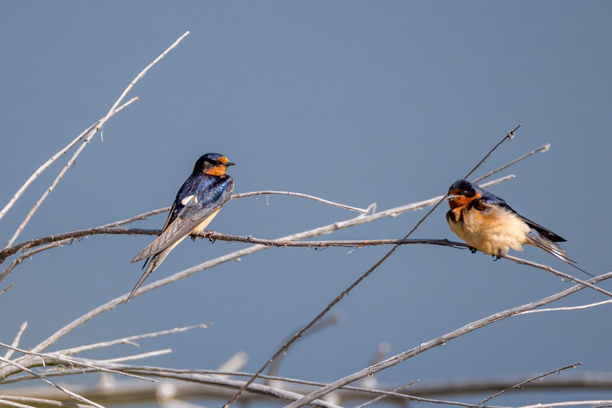 Barn Swallow (American) - ML622523915