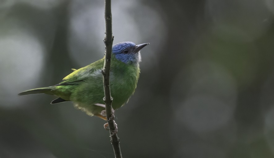 Blue Dacnis - ML622523933