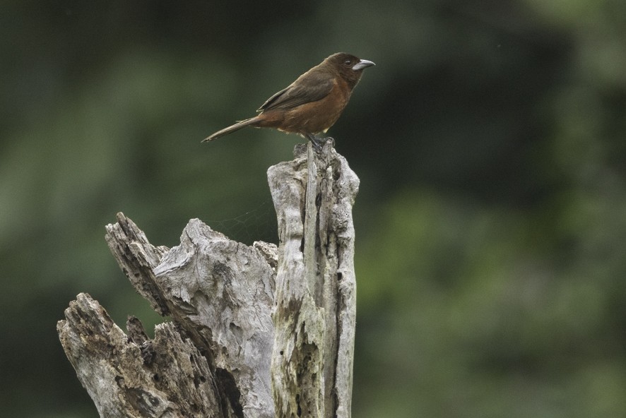 Silver-beaked Tanager - ML622523935