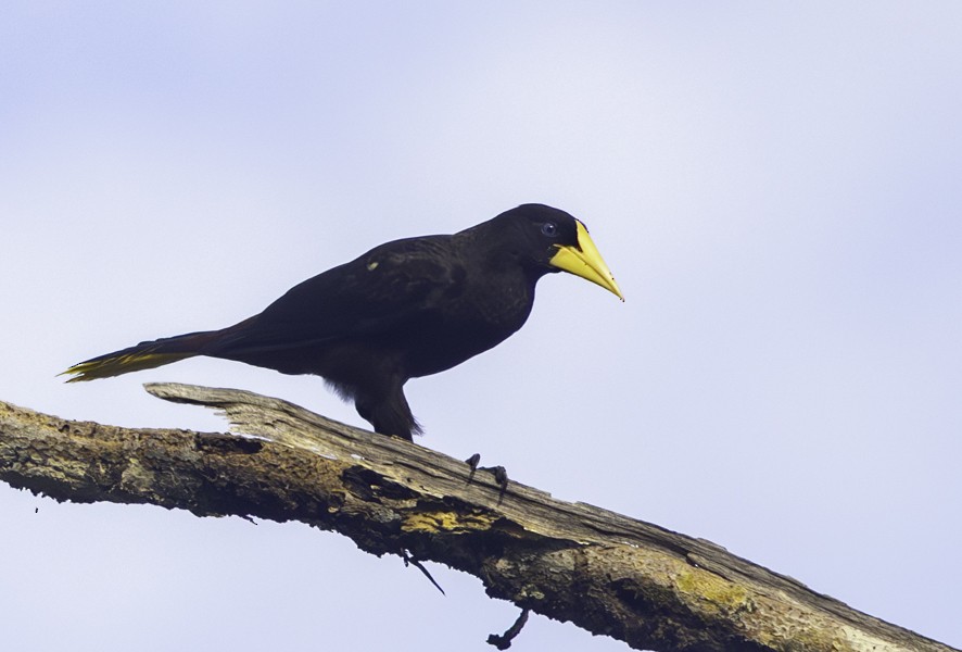 Crested Oropendola - ML622523945