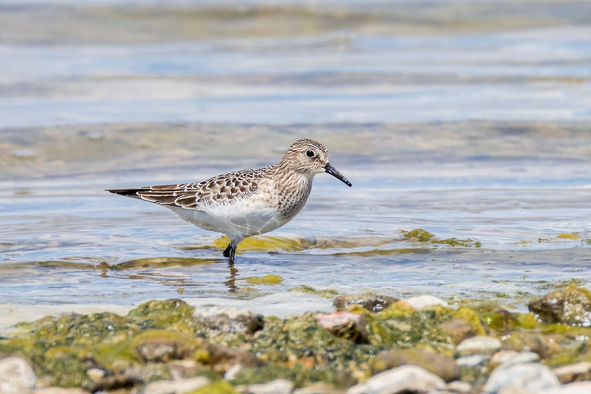 Baird's Sandpiper - ML622523953