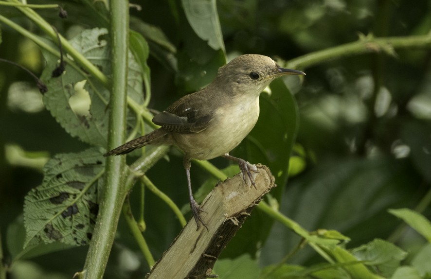 House Wren - ML622523957