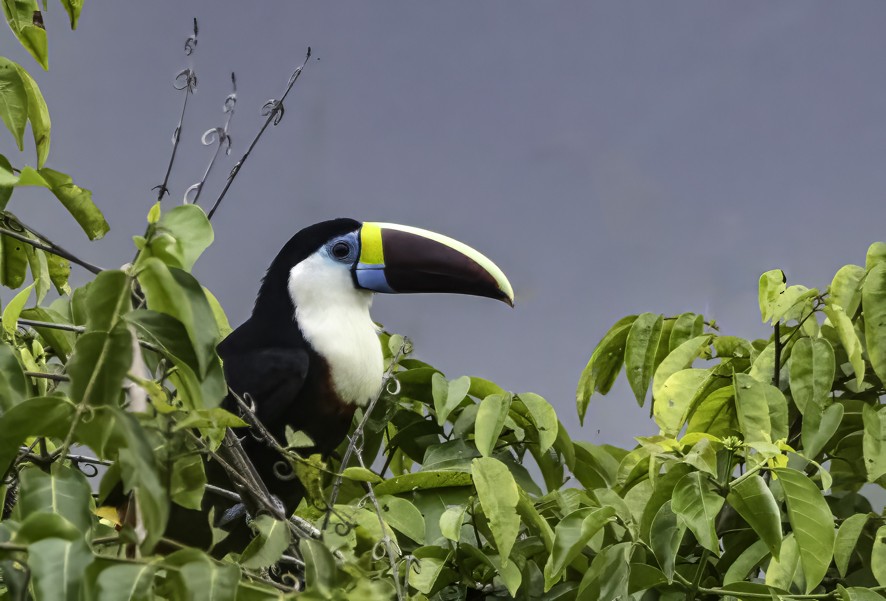 White-throated Toucan - ML622523984