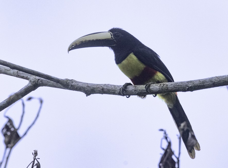 Black-necked Aracari - ML622523988