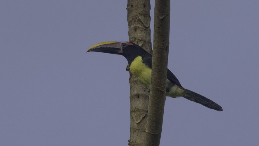 Green Aracari - ML622523997