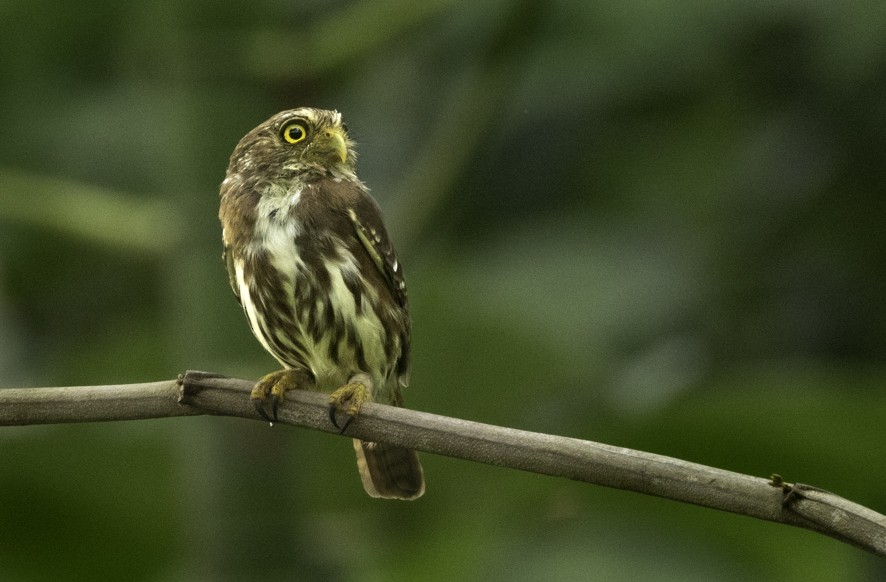 Ferruginous Pygmy-Owl - ML622523999