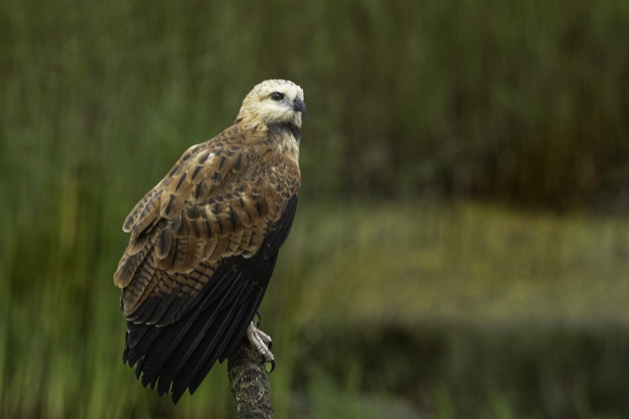 Black-collared Hawk - ML622524003