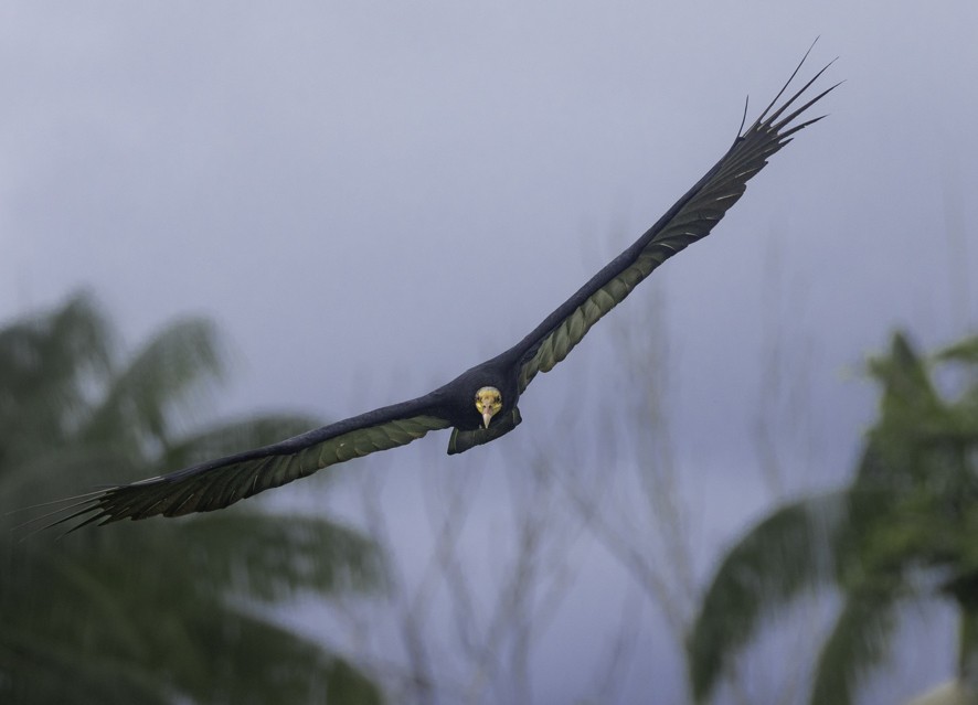 Greater Yellow-headed Vulture - Sergio Rivero Beneitez