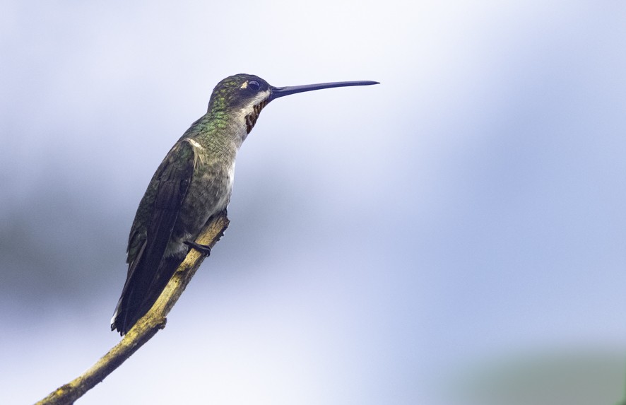 Long-billed Starthroat - ML622524009