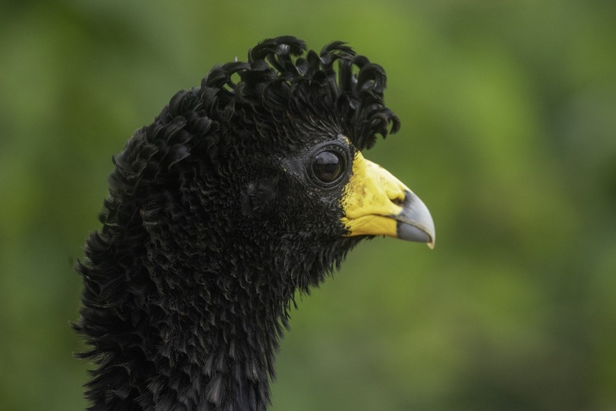 Black Curassow - ML622524013