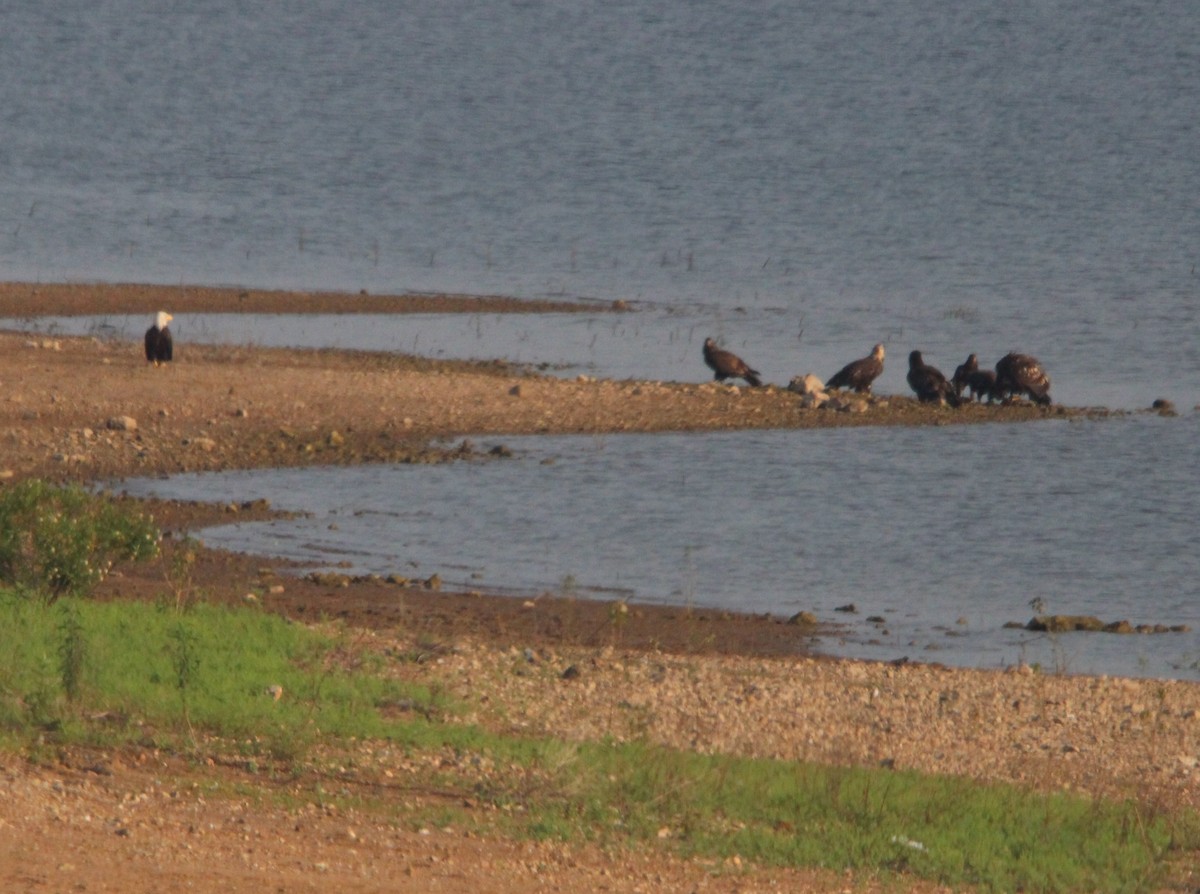 Bald Eagle - ML622524074