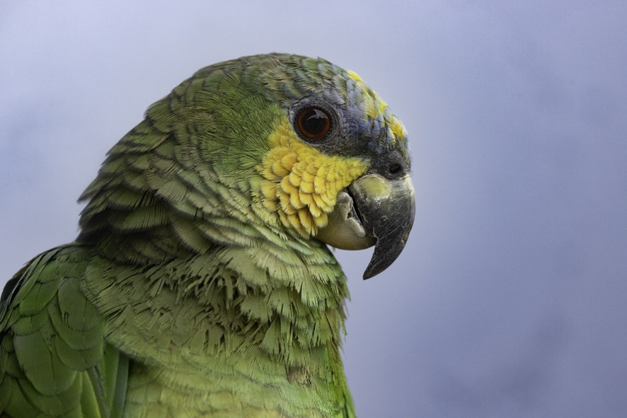 Orange-winged Parrot - ML622524116