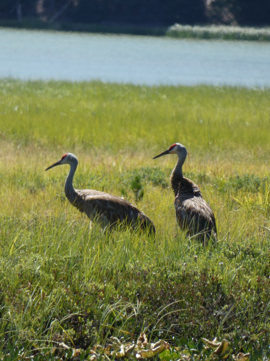 Sandhill Crane - ML622524156