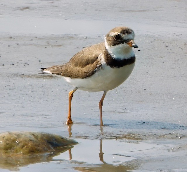 Semipalmated Plover - ML622524161