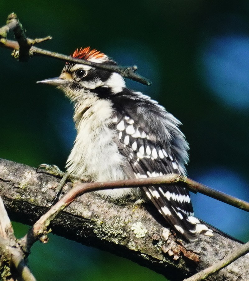 Downy Woodpecker - ML622524186