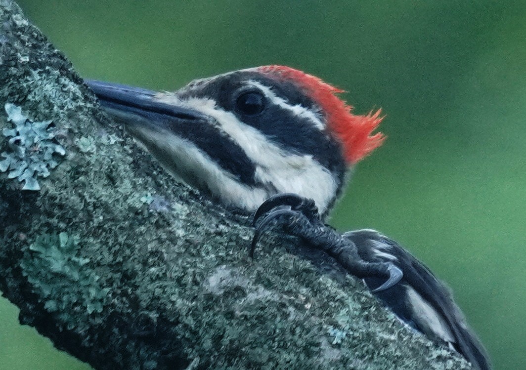 Pileated Woodpecker - Gary Fogerite