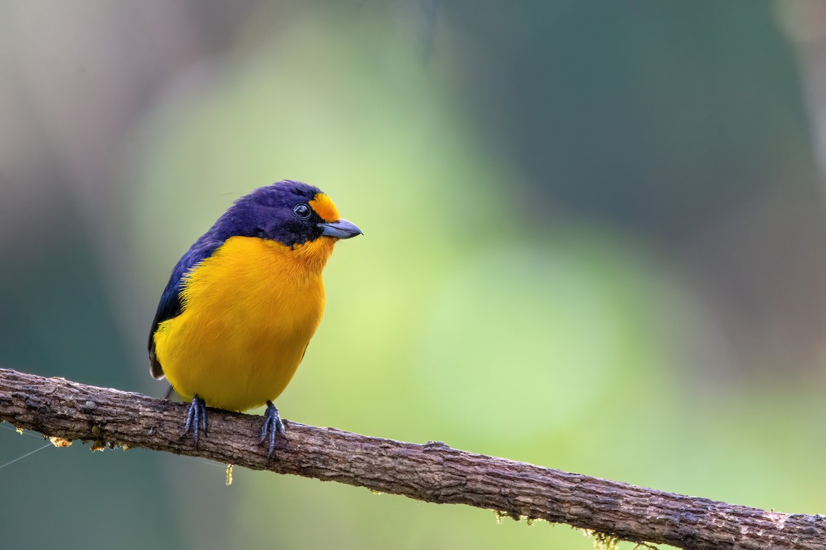 Violaceous Euphonia - ML622524206