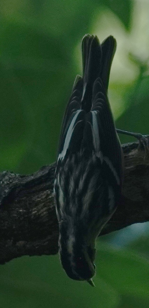 Black-and-white Warbler - ML622524217