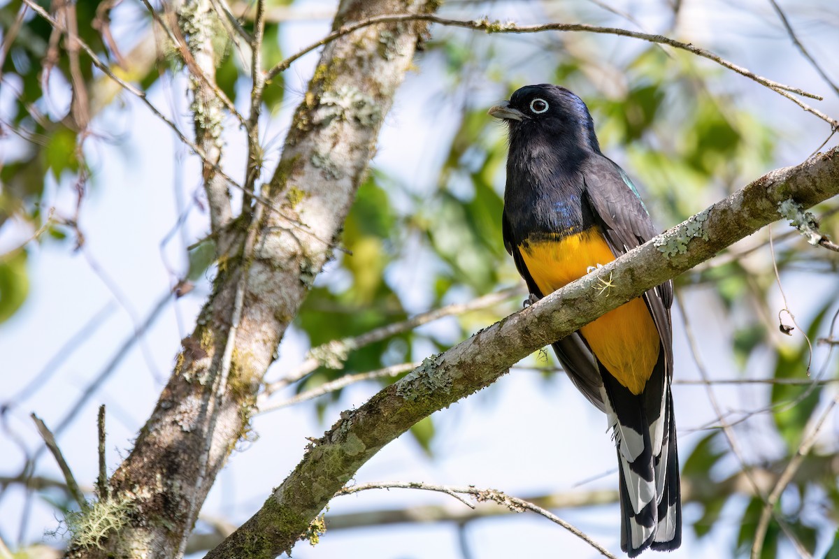 Green-backed Trogon - ML622524228