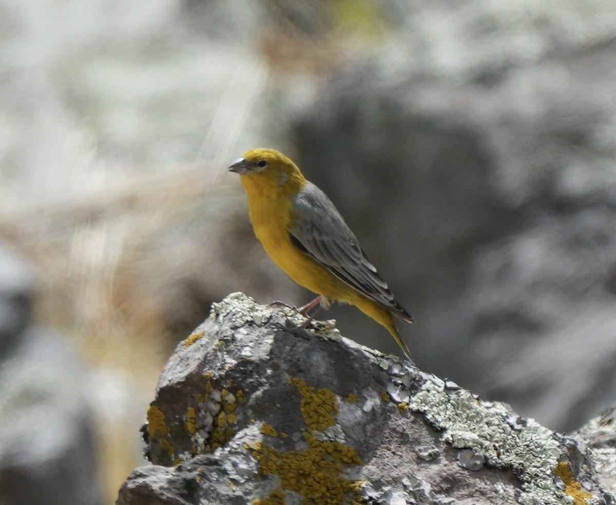 Bright-rumped Yellow-Finch - ML622524324