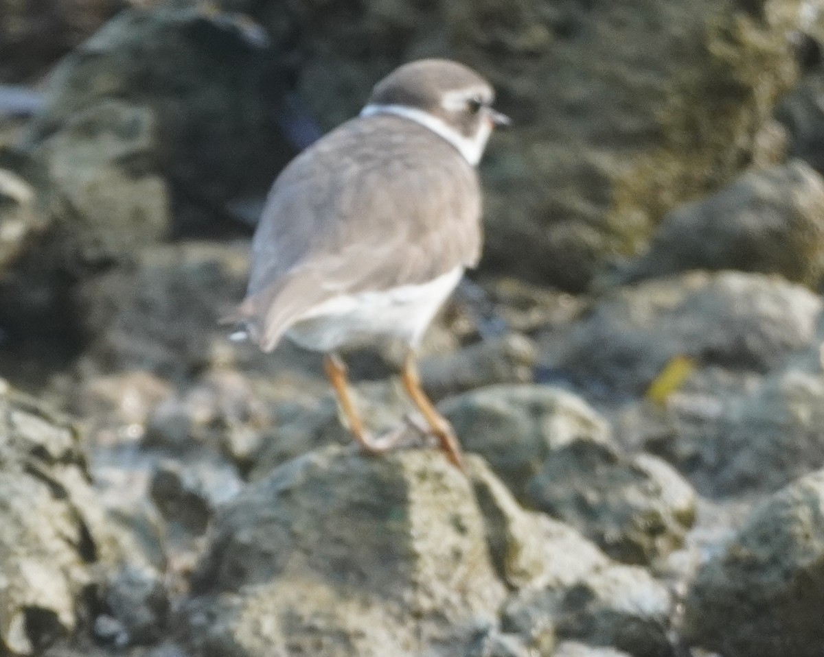 Semipalmated Plover - John McCallister