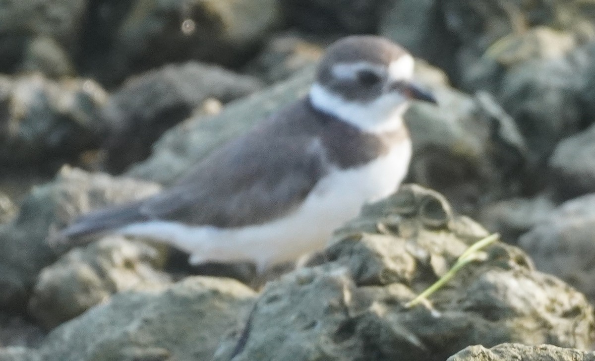 Semipalmated Plover - ML622524407