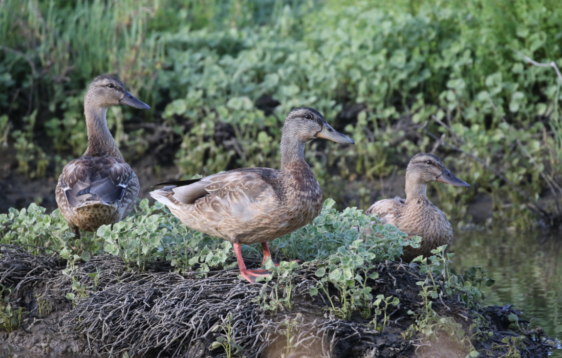 Mallard - C. Jackson