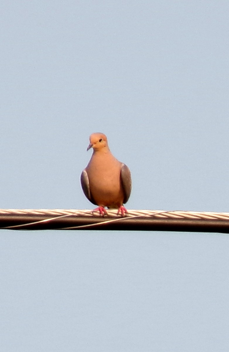Mourning Dove - ML622524444