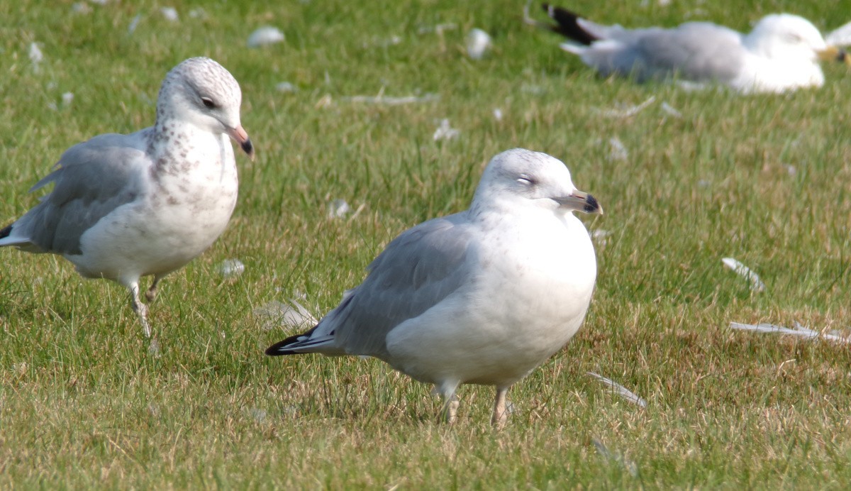 Ring-billed Gull - ML622524454