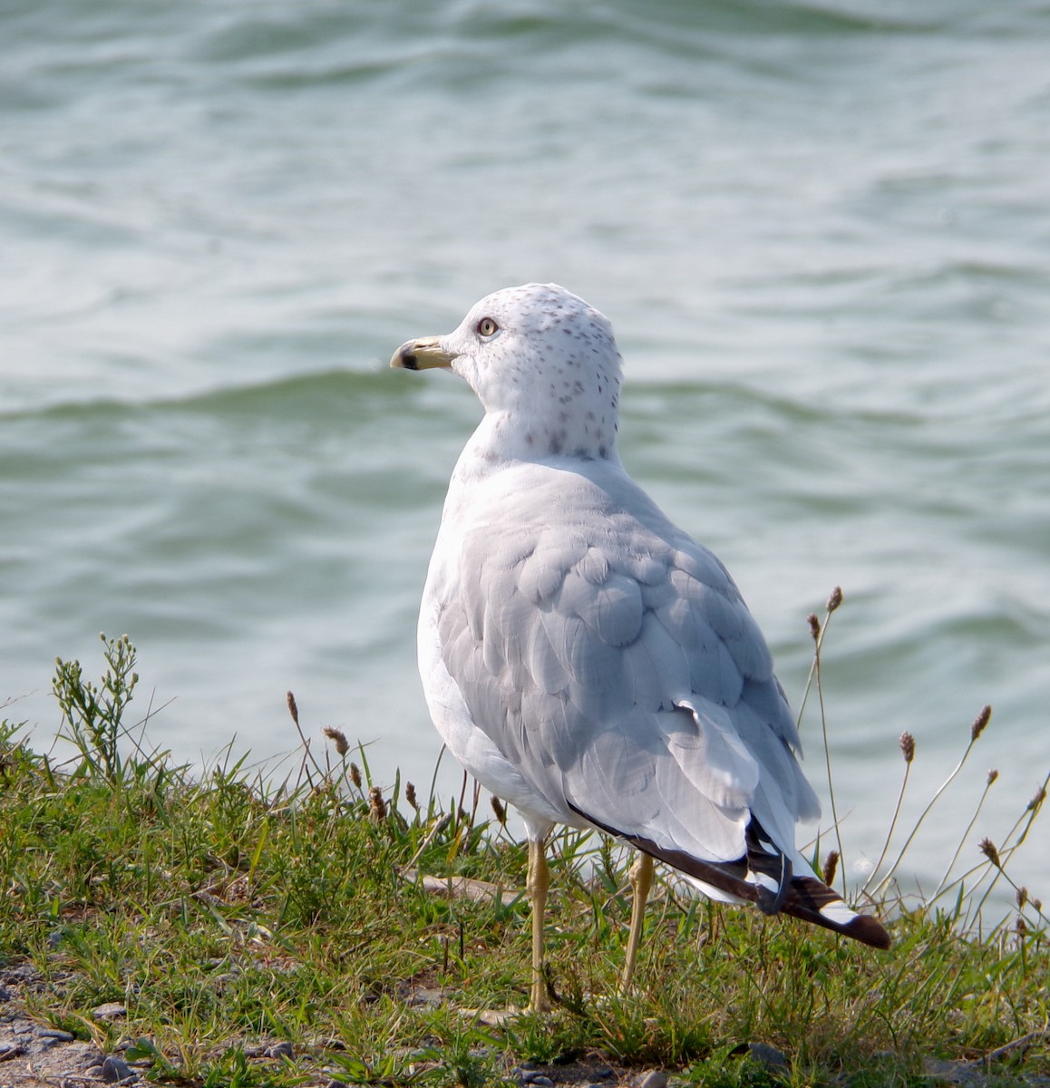 Ring-billed Gull - ML622524456
