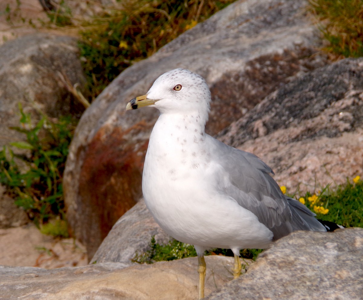 Ring-billed Gull - ML622524457