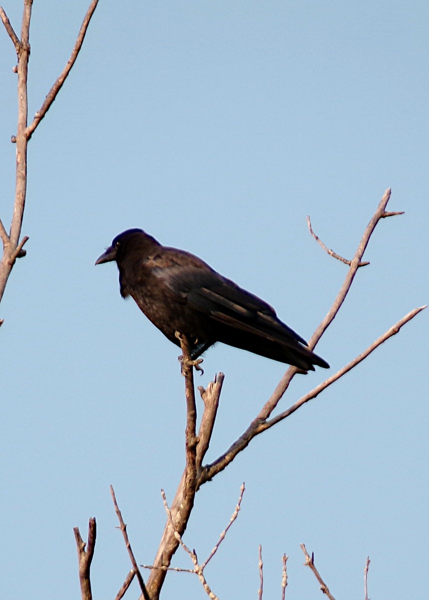 American Crow - ML622524489