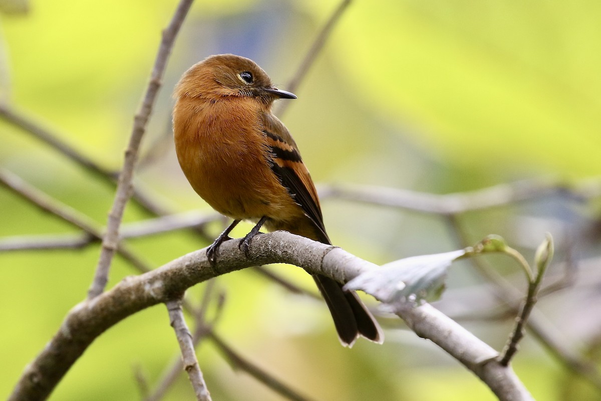 Cinnamon Flycatcher - ML622524491