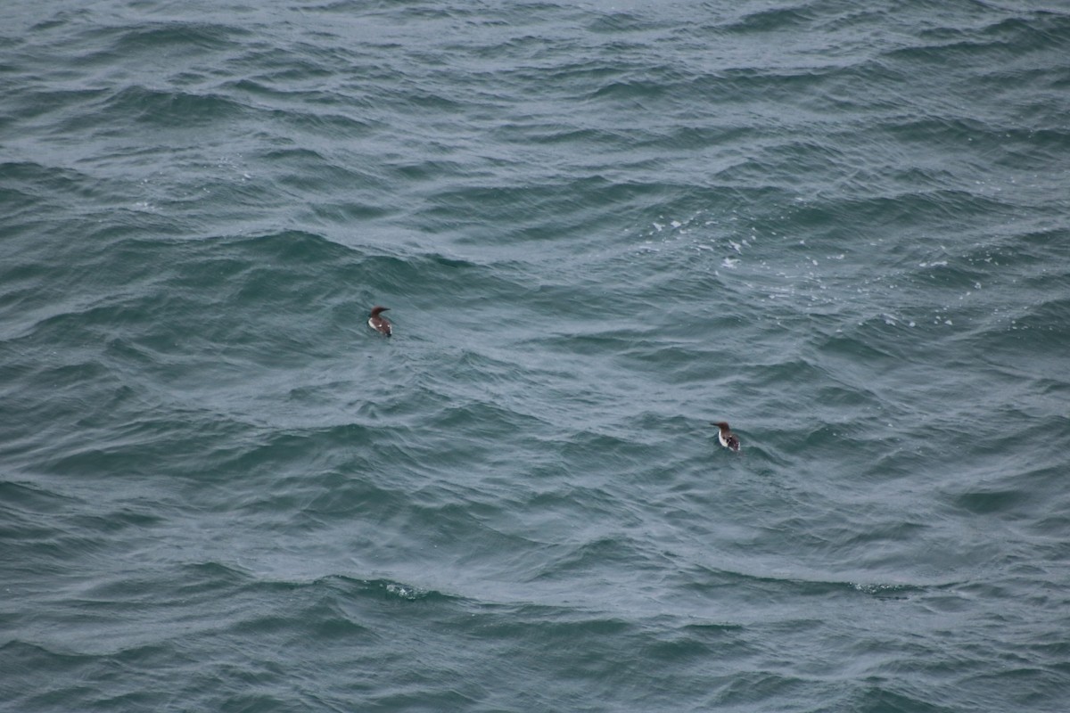 Common Murre - ML622524508
