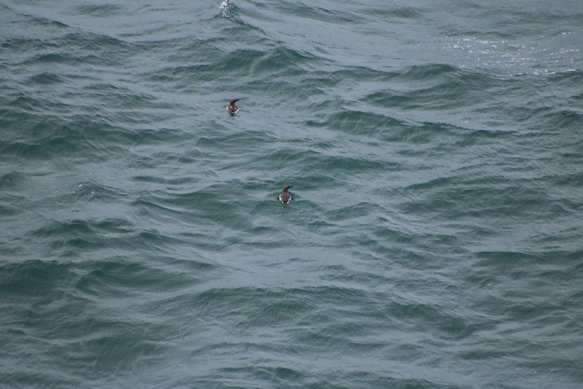 Common Murre - ML622524509