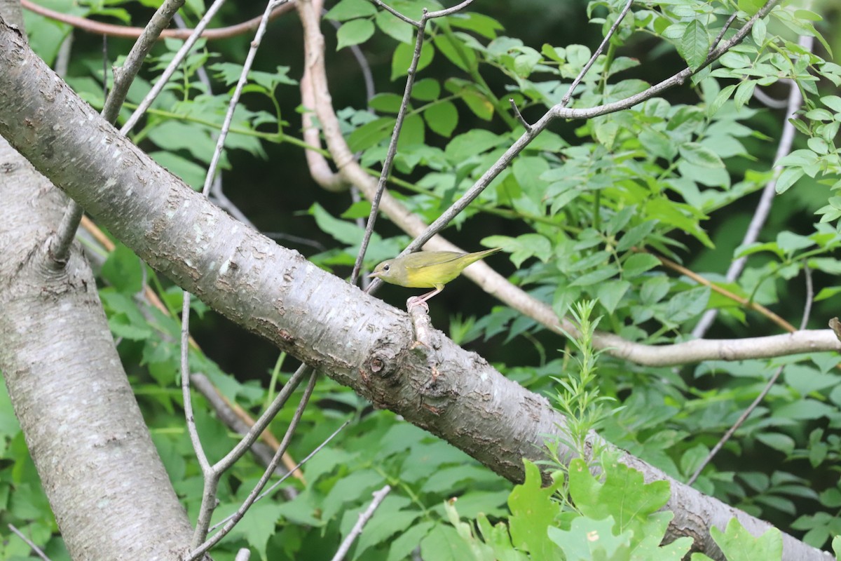 Mourning Warbler - ML622524588