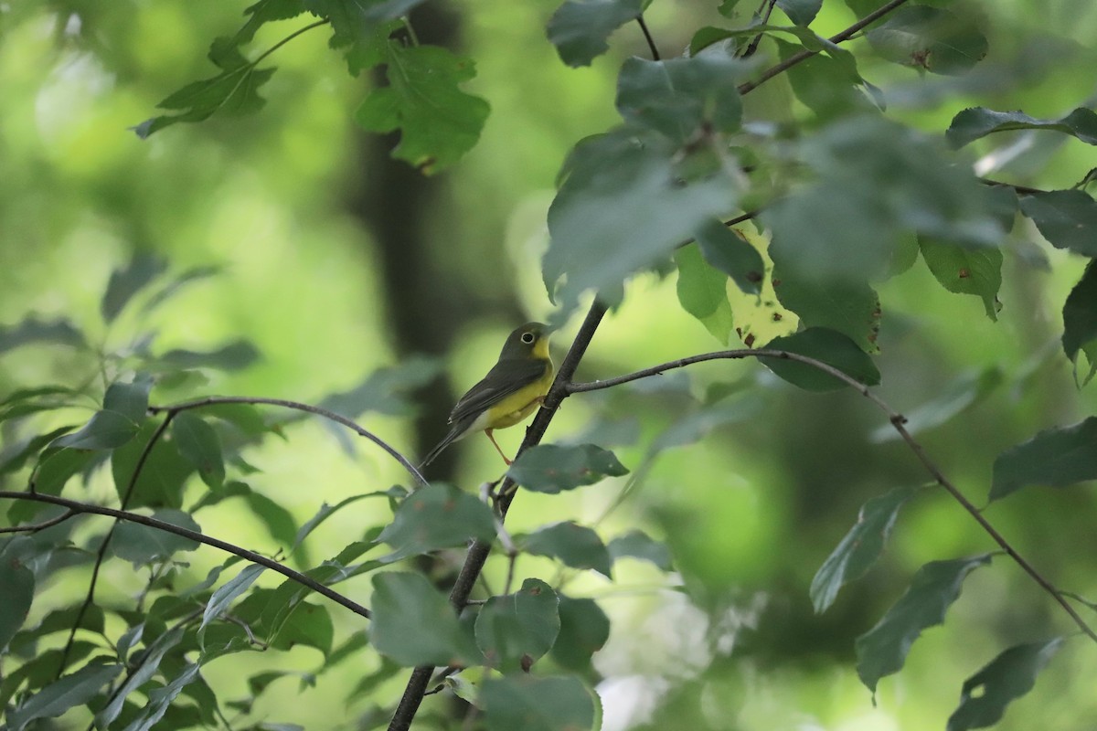 Canada Warbler - ML622524601