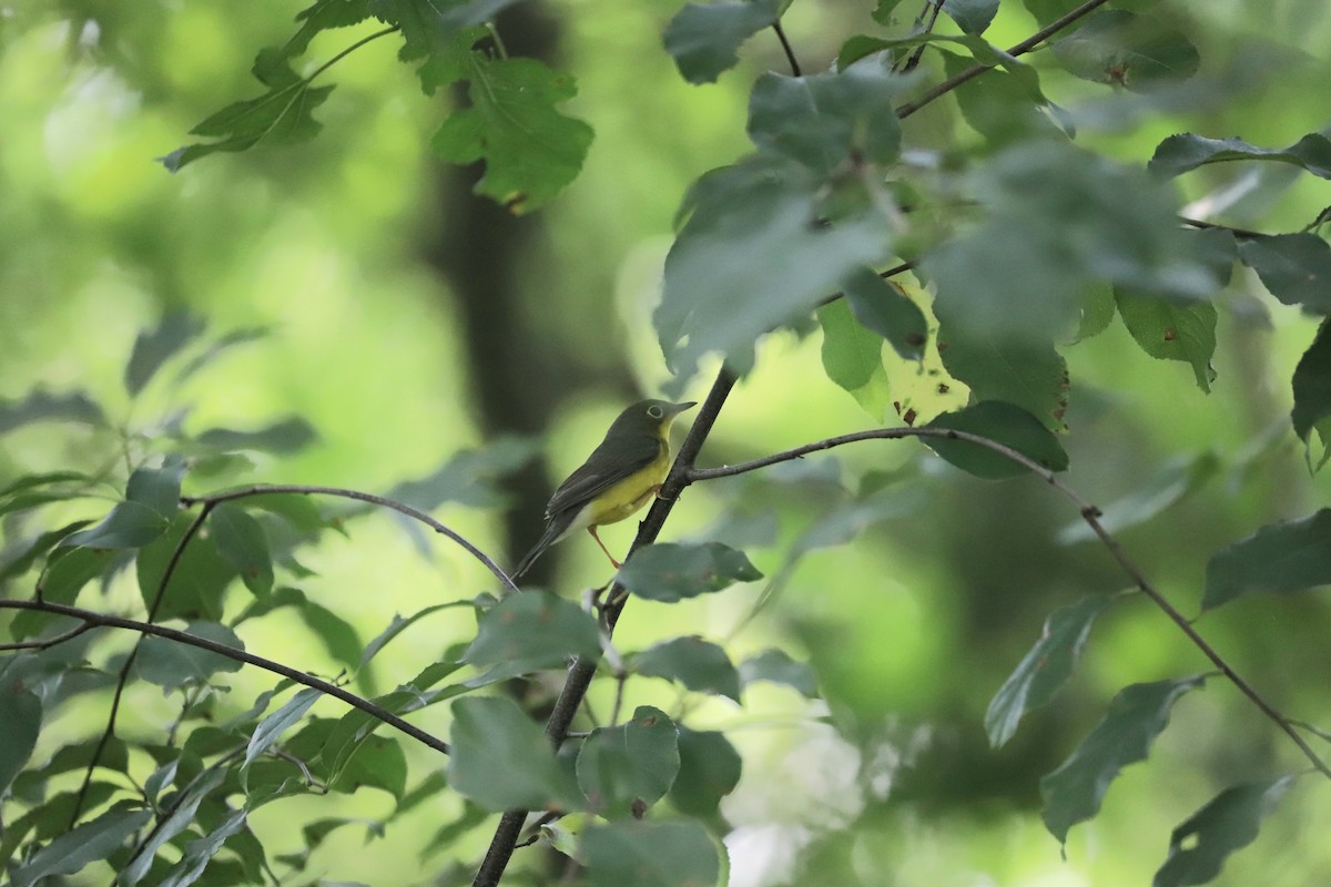 Canada Warbler - ML622524602