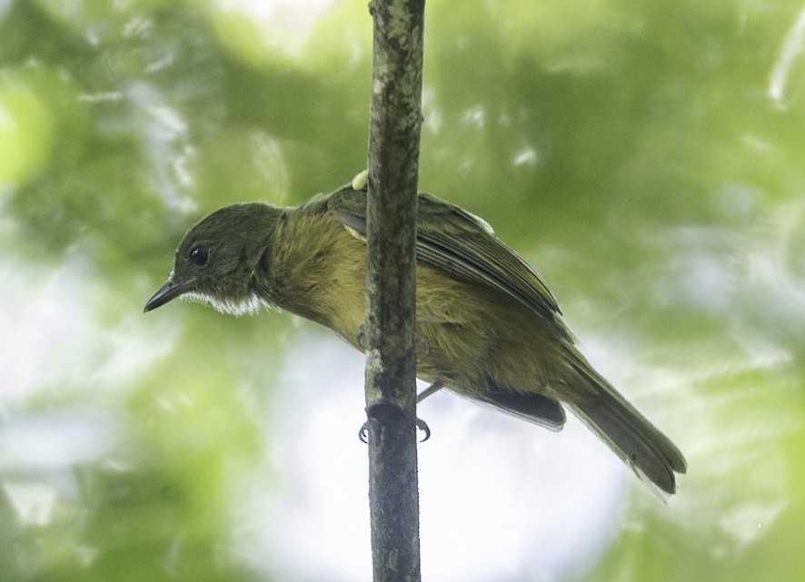 Ochre-bellied Flycatcher - ML622524625