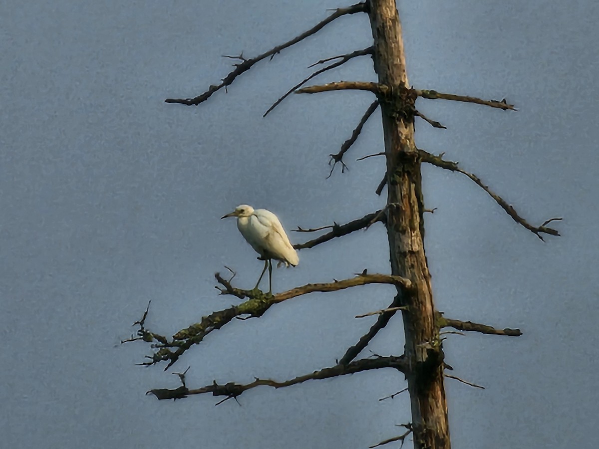 Little Blue Heron - ML622524640