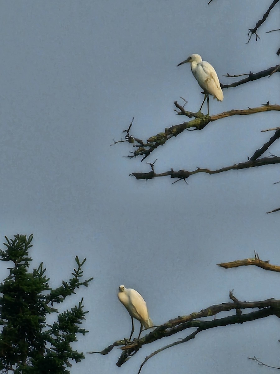 Little Blue Heron - ML622524641