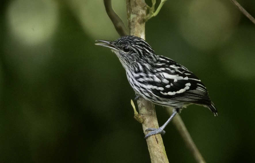 Guianan Streaked-Antwren - ML622524645