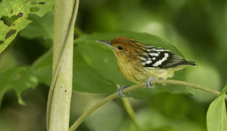 Guianan Streaked-Antwren - ML622524652