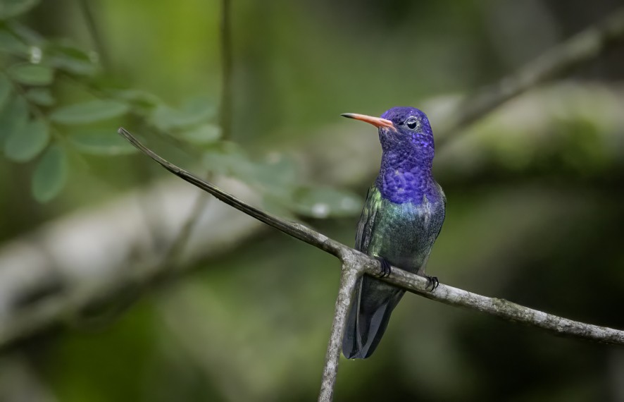 White-chinned Sapphire - ML622524662