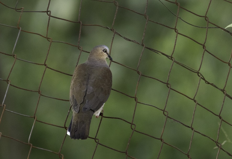 Gray-fronted Dove - ML622524666