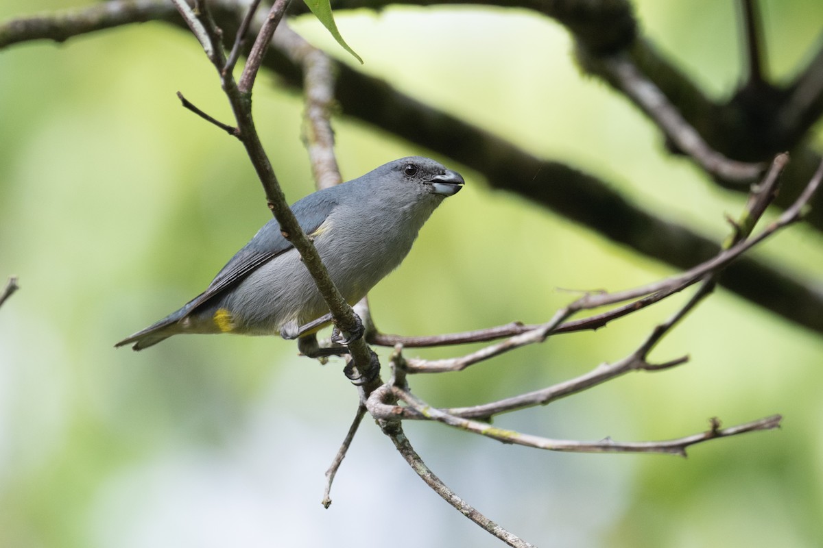 Jamaican Euphonia - ML622524717