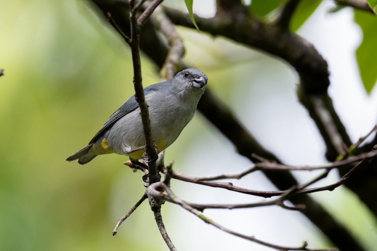 Jamaican Euphonia - ML622524718