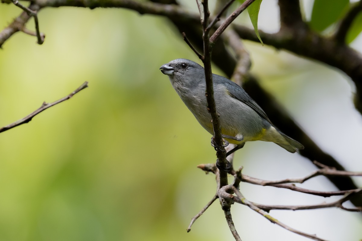 Jamaican Euphonia - ML622524719