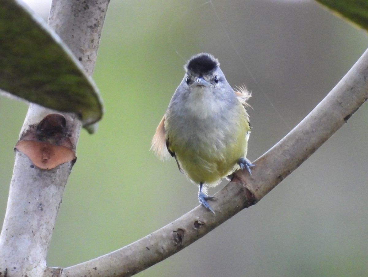 Rufous-rumped Antwren - Daniel Lane